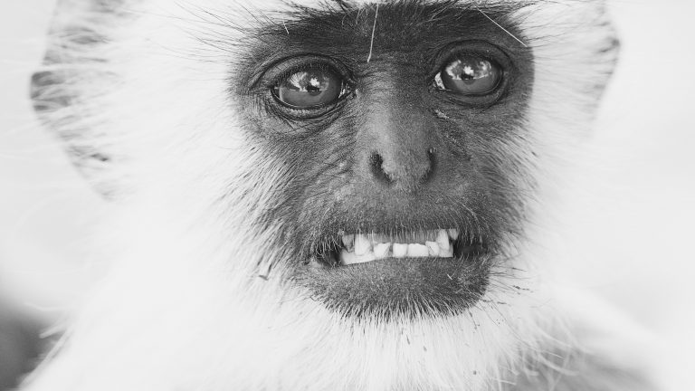 Primates everywhere (or ‘The absurd nature of being’)